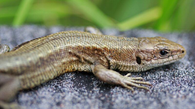 The first lizard of the year
