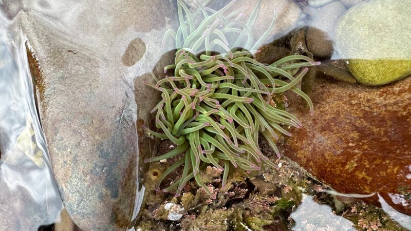 Shannies and crabs – these rockpools whirl with life