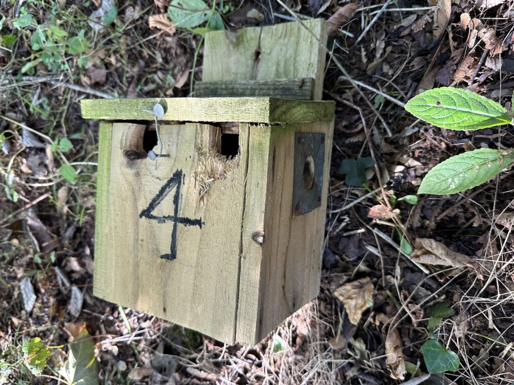 Nestbox damaged by a woodpecker