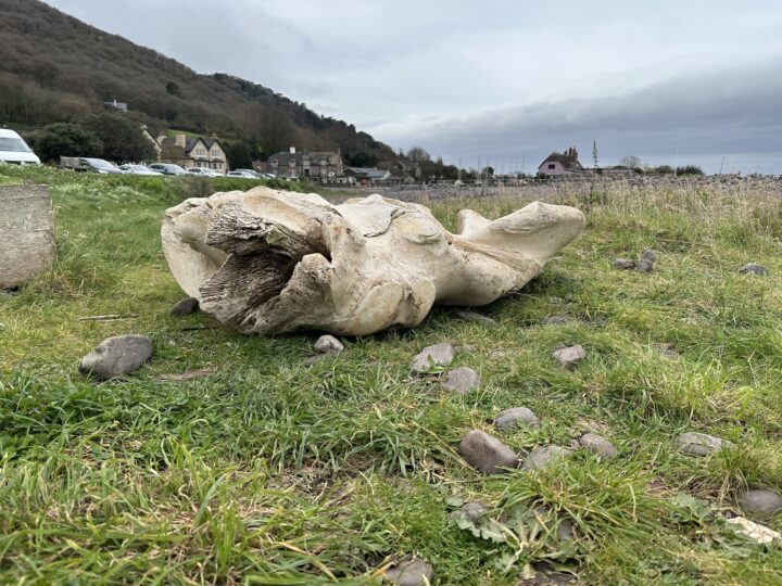 The fin whale that washed up at Porlock Weir