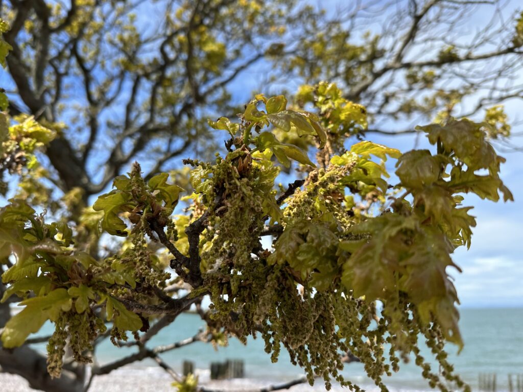 Beached oak flowers