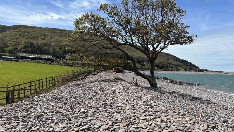 The beached sessile oak that yearns for land
