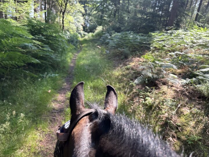 Into the woods for the green pause of mid-summer