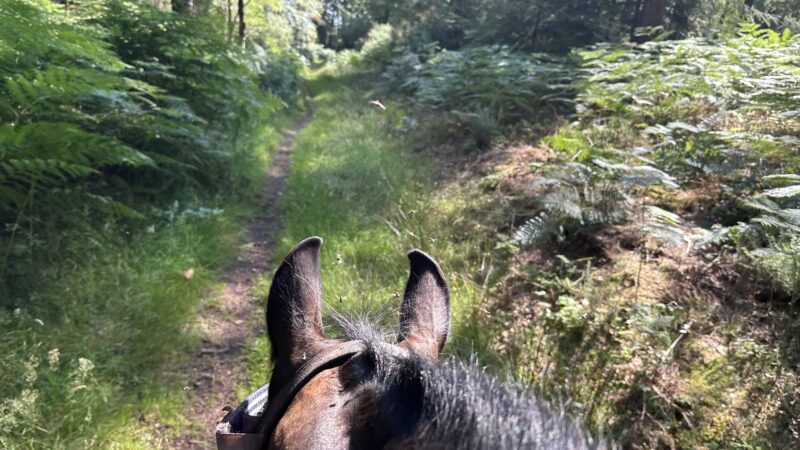 Into the woods for the green pause of mid-summer