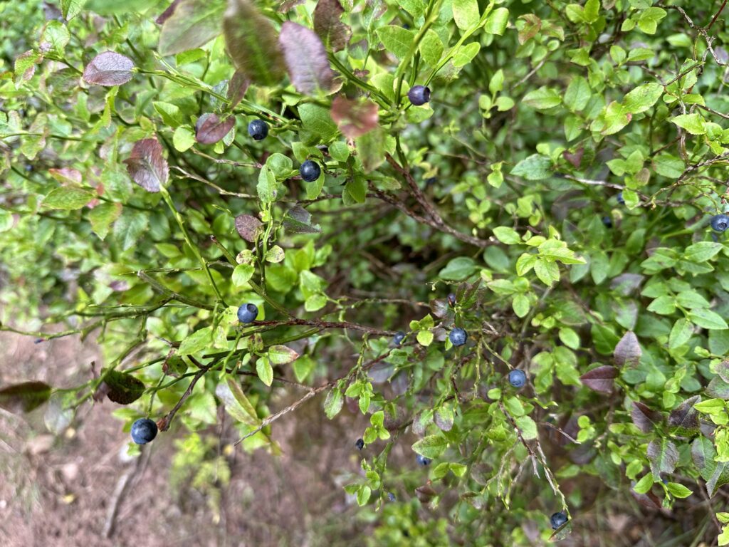 Whortleberries in wood near Minehead, Somerset