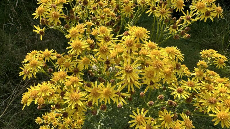 Ragwort – the ‘deadly daisy’ that’s home to many invertebrates