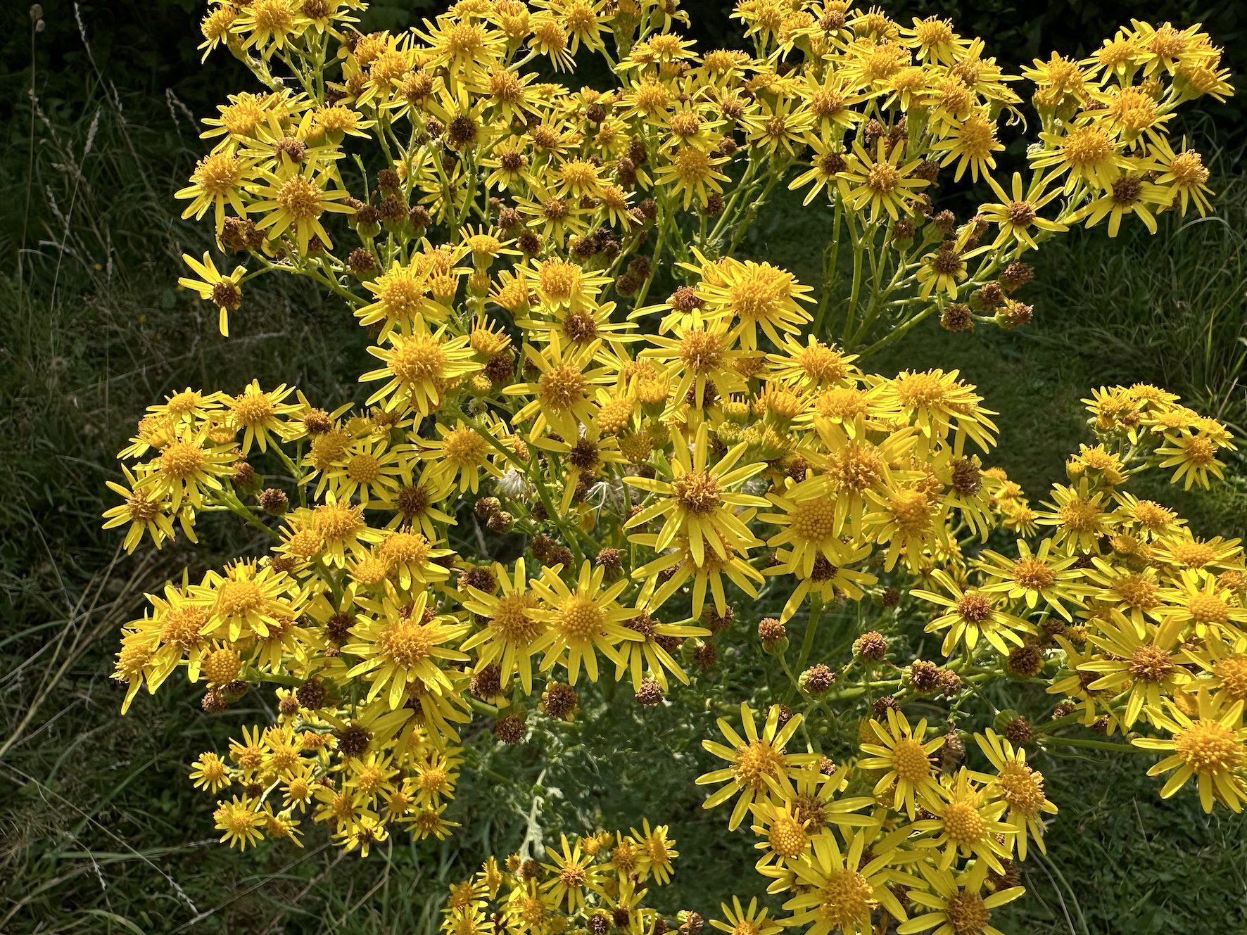 Ragwort – the ‘deadly daisy’ that’s home to many invertebrates