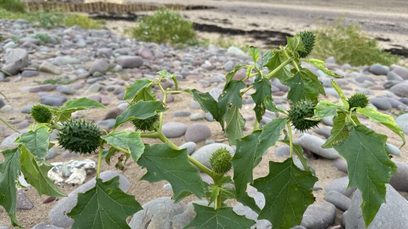 Finding a casual alien on the beach