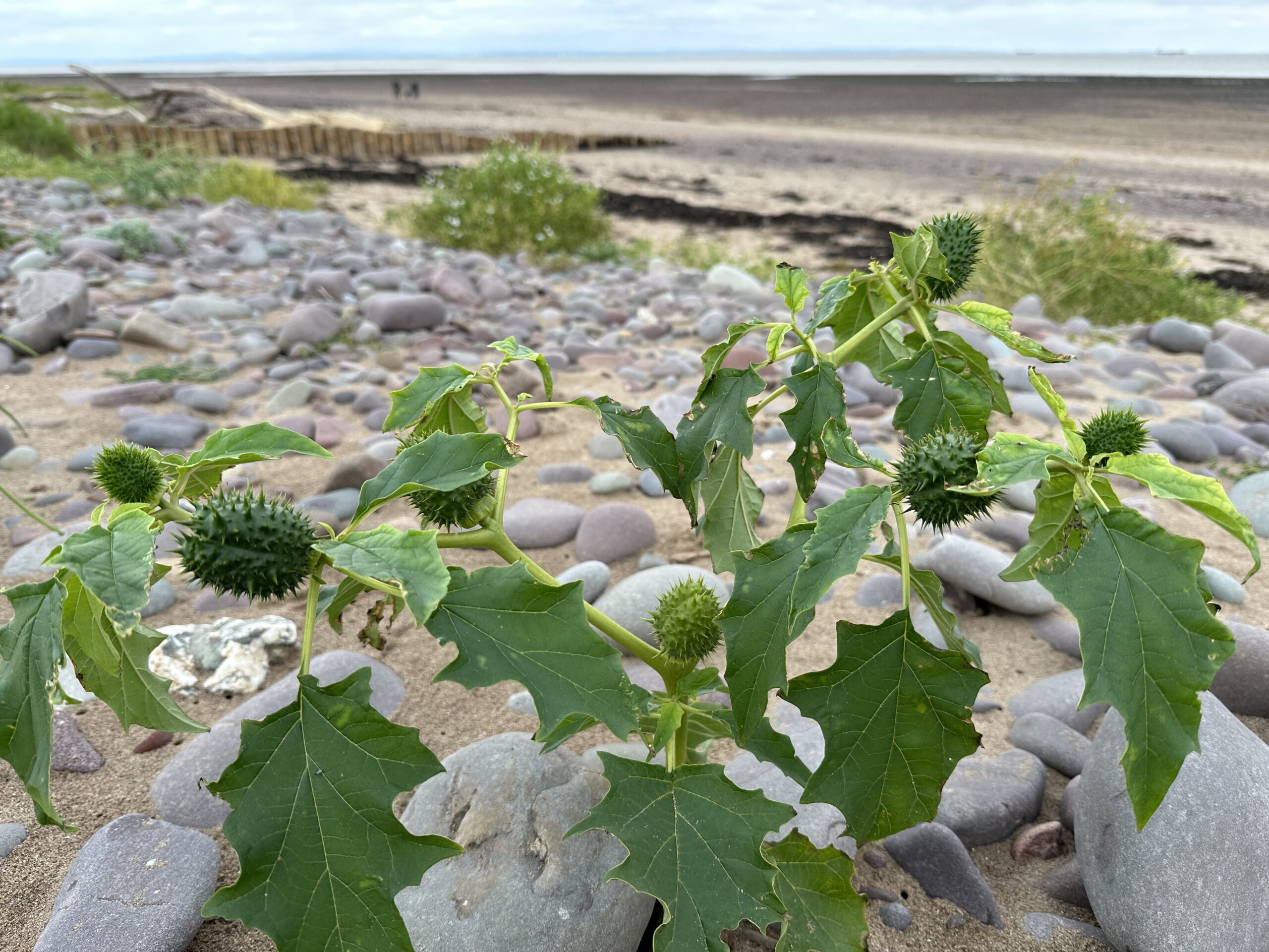 Finding a casual alien on the beach