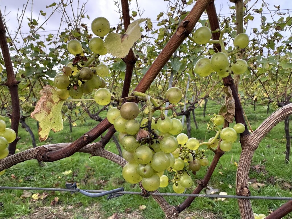 Chardonnay grapes on the vine in Bride Valley Vineyard