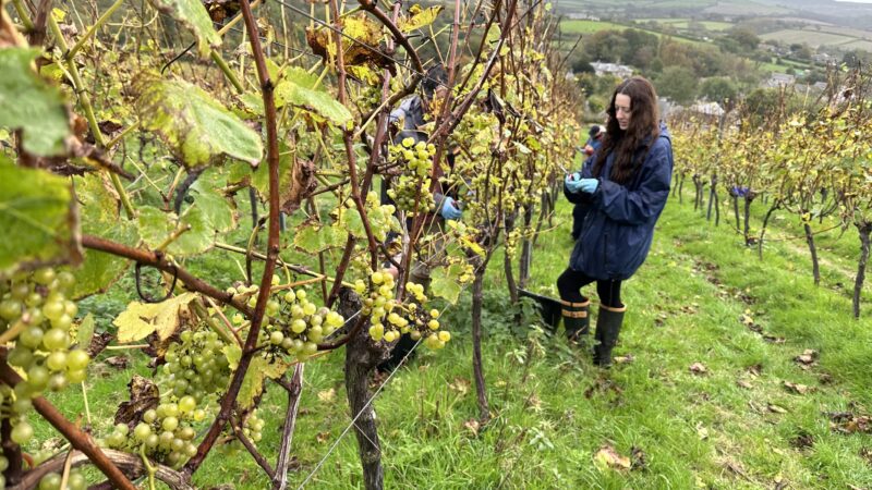 Too much wet weather spoils the wine gods’ bounty