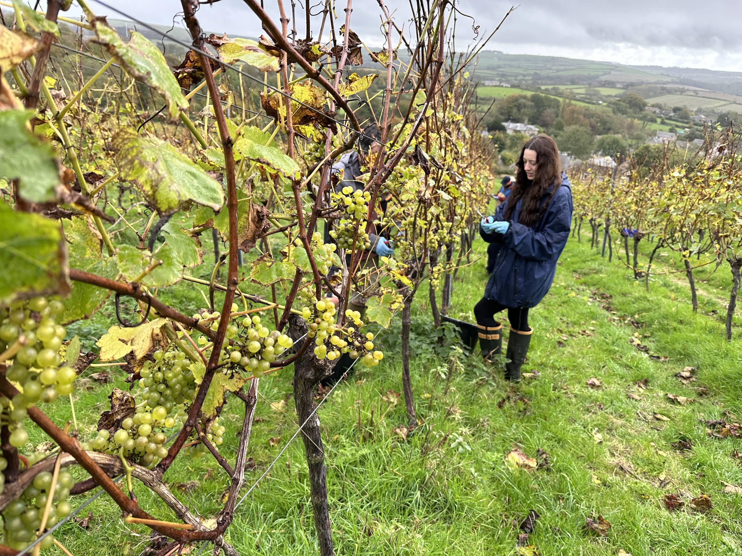 Too much wet weather spoils the wine gods’ bounty