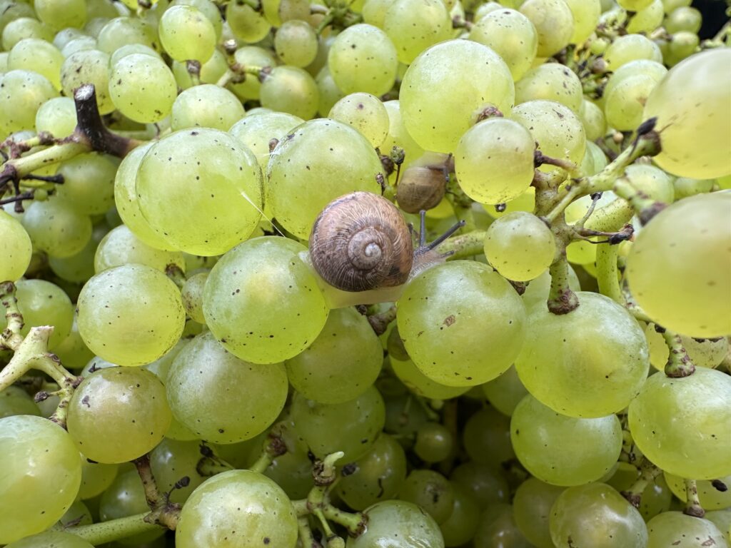 Snail on Chardonnay grapes