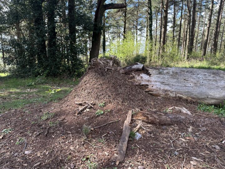 The wood ants awaken – you can hear them