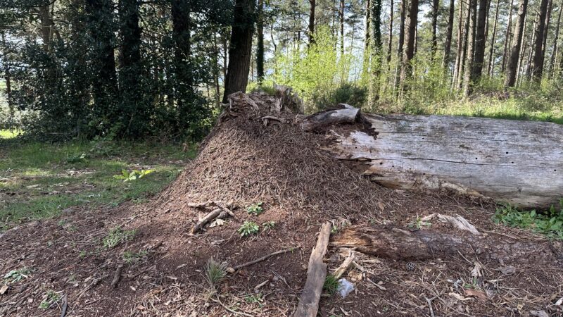 The wood ants awaken – you can hear them