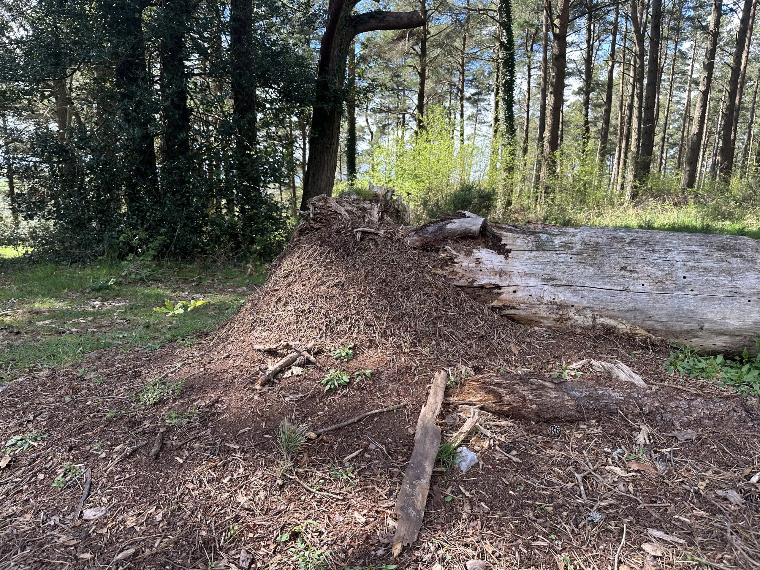 The wood ants awaken – you can hear them