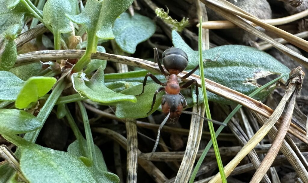 Southern red wood ant up close