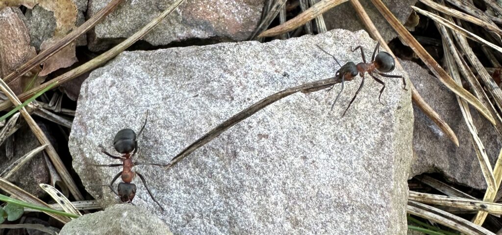 Southern red wood ants move a pine needle